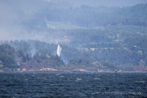 A forest fire near the shoreline