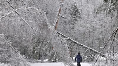 Fallen tree on power lines in Portland OR