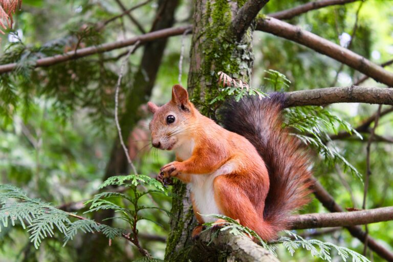 Prevent squirrels from damaging wiring in your Vancouver, WA property. Contact our electrician services for reliable prevention and repairs.